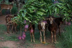 En la finca Tierra Brava, dedicada al cultivo de frutas, un alimento caro y escaso en Cuba, también se crían ovejas, de las que se producen 2,7 toneladas de carne al año. Crédito: Jorge Luis Baños/IPS