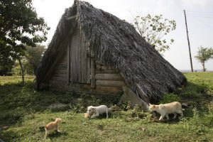 Los ranchos “vara en tierra”, unas construcciones tradicionales de los campesinos cubanos destinadas a guardar las cosechas, han pasado a ser utilizadas con éxito para guarecerse ante los huracanes o lluvias tropicales, gracias a sus techos de hoja de palma muy oblicuos y pegados al suelo. Crédito: Jorge Luis Baños/IPS