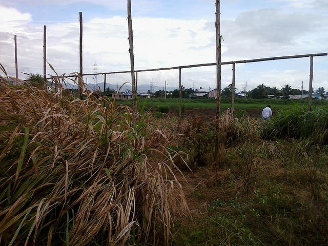 Los restos de sombráculos abandonados que trató de construir un agricultor para proteger a sus cultivos de los efectos del cambio climático en Trinidad. Crédito: Jewel Fraser/IPS.