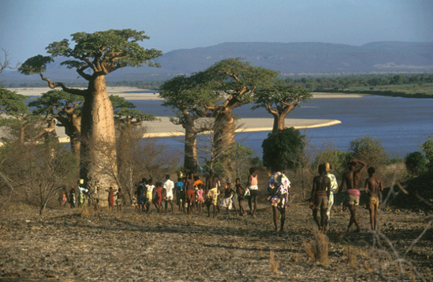 Un grupo de personas se encamina hacia el río Mangoky, en Madagascar, pasando al lado de baobabs, cuyas hojas y frutos son fuente de alimentos para las personas y forraje para los animales. Crédito: Aris Mihich/FAO.