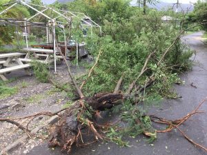 Un árbol tirado por el huracán María en Antigua. Crédito: Desmond Brown/IPS.
