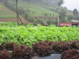 Horticultura en el municipio Santa Maria de Jetibá, sede de la Cooperativa de Agricultores Familiares de la Región Serrana que tiene 220 socios y es la mayor proveedora de verduras y frutas para las escuelas del municipio de Vitoria. Eso exige transporte en camiones por 88 kilómetros de carreteras en declive y llenas de curvas. Crédito: Mario Osava/IPS