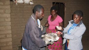 Lucha comunitaria contra enfermedad aviar en Malawi