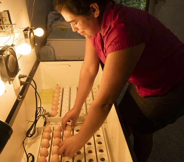 Sandra Leticia Gregorio, Leti, revisando los huevos en su incubadora. Crédito: ONU Guatemala