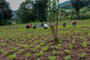Pequeños agricultores del departamento de San Marcos, en Guatemala, que se han capacitado para la producción de vegetales destinados a la exportación, trabajan en uno de sus cultivos. Crédito: Rubí López/FAO
