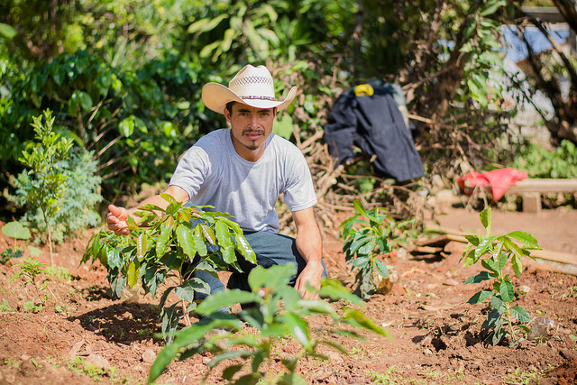 El caficultor guatemalteco Víctor Alvarado heredó el terreno de su familia, y año a año busca mejorar su producción para que sus hijos e hijas puedan disfrutar de un mejor futuro. Crédito: Luis Gustavo Sánchez/FAO