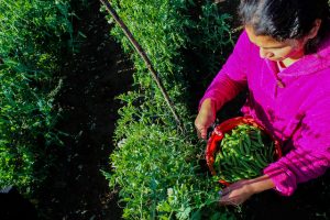 Una agricultora recolecta guisantes que después llevará al centro de procesamiento, Parte de una industria de vegetales para la exportación que se ha convertido en una oportunidad laboral y de arraigo para diferentes comunidades del departamento de San Marcos, en Guatemala. Crédito: Gustavo Sánchez/FAO