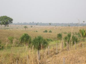 La deforestación por la expansión de la ganadería domina el paisaje en las cercanías de Alta Floresta, la ciudad que es una puerta suroriental de la Amazonia brasileña y conocida también como un centro de ecoturismo de pesca y observación de pájaros. Crédito: Mario Osava/IPS