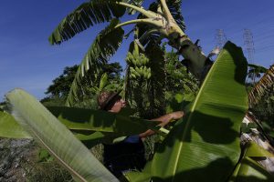 Orlando Corrales cultiva plantas forrajeras intercaladas dentro de plantaciones de banano, utilizando las hojas y tallos para el alimento de su ganado en la finca Jibacoa, delimitada por cercas vivas, en el sur de la capital de Cuba. Crédito: Jorge Luis Baños/IPS