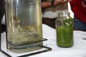 Una muestra de peces y lemna. Crédito: Rosa Borg/FAO