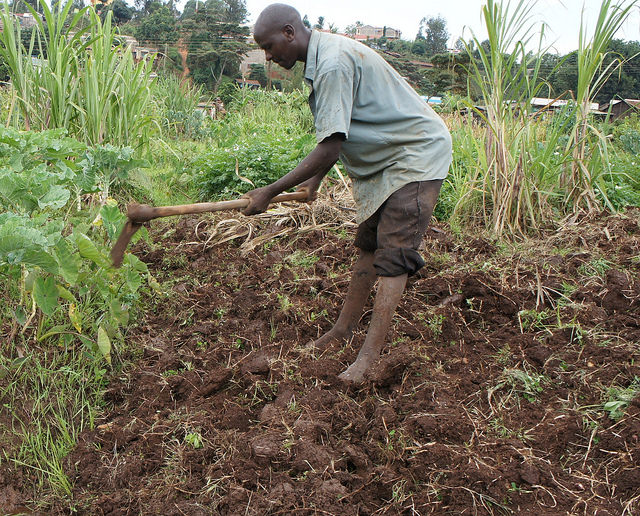 Las reducidas e insuficientes lluvias, así como las plagas que dañan los cultivos amenazan seriamente la base de las economías africanas. Crédito: Miriam Gathigah/IPS.
