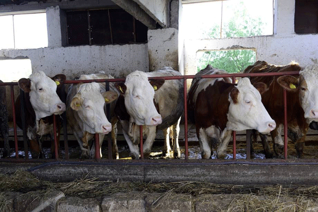 El ganado vacuno es por lejos el más suceptible a la tuberculosis animal. Crédito: FAO