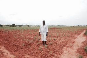 Adolf Ozor, cultiva tomate en la región de Gran Accra, en Ghana, pero sus ingresos no le alcanzan a cubrir sus necesidades tras el aumento de las importaciones de ese producto. Crédito: Daan Bauwens/IPS