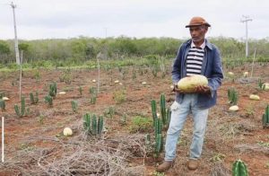 Convivir con la sequía, un modelo que da frutos en el Semiárido de Brasil