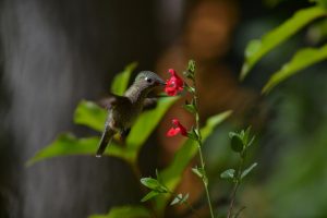 El colibrí, uno de los agentes de la zoopolinización en los países latinoamericanos. Crédito: FAO