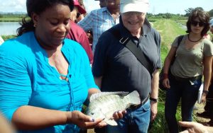 La bióloga Lesvia Calderón muestra orgullosa una de las tilapias, cada vez más gordas y grandes, que produce con el apoyo de un proyecto de mejoramiento genético de peces de la FAO. Crédito: FAO Cuba