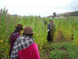 Integrantes de la Cooperativa Sumaklife de Ecuador, en un terreno con quinua cultivada en forma orgánica. Crédito: FAO