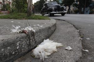 Los restos de una gallina arrojados en la esquina de una céntrica calle del municipio de Playa, en la capital de Cuba. Estas prácticas negativas para la salud y el ambiente con las ofrendas de los cultos animistas afrocubanos es criticado por los propios sacerdotes yorubas y por ambientalistas. Crédito: Jorge Luis Baños/IPS