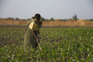 Las mujeres son la mayoría en la pequeña agricultura en África. La evidencia muestra que cuando ellas están empoderadas, las granjas son más productivas, se gestionan mejor los recursos naturales, mejora la nutrición y se aseguran las fuentes de ingreso”: José Graziano da Silva, directora general de la FAO. Crédito: Kristin Palitza/IPS.