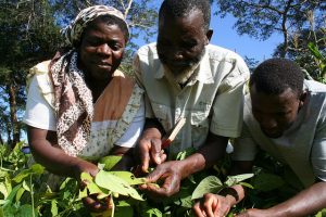 El agricultor zimbabuense Handrixious Zvomarima (centro) y familiares admiran su cultivo de caupí, en el distrito de Shamva, plantado con técnicas de la agricultura de conservación. Crédito: Busani Bafana/IPS.
