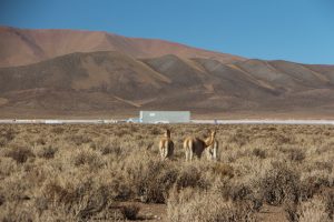 La llama es el animal que mejor se adapta a las condiciones áridas y secas de las región de la Puna argentina. Aquí, un grupo de animales cerca de un salar donde se busca litio. Crédito: Cámara Minera de la provincia de Jujuy.
