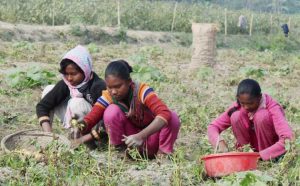 La adolescente Rupali Tadu (de abrigo negro) trabaja en el campo. Crédito: Rafiqul Islam Sarker/IPS.