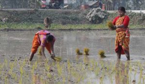 Mujeres indígenas trabajan en el campo en el distrito de Pirgonj, en Bangladesh. Crédito: Rafiqul Islam Sarker/IPS.