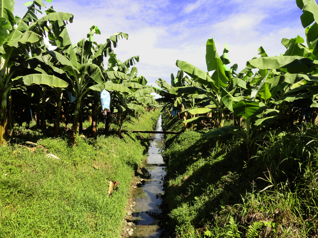 Una plantación de banano, uno de los principales cultivos del mundo y del que la América Latina exporta 76 por ciento del fruto. Ahora, la región tiene una guía para reducir la huella de carbón y agua de su producción bananera. Crédito: Sergio Laprade/FAORLC