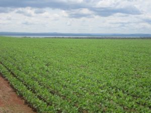 Siembras de soja invaden el paisaje del estado de Tocantins, insertado en la ecorregión del Cerrado, el bioma que se extiende por dos millones de kilómetros cuadrados en el centro de Brasil, amenazado por el avance de monocultivos de exportación y la ganadería. Crédito: Mario Osava/IPS