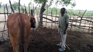 El agricultor zambiano Lameck Sibukale muestra su nuevo buey, que compró gracias a las ganancias de su cooperativa de ahorro. Crédito: Friday Phiri/IPS