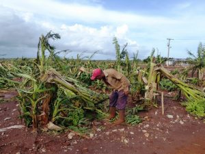 Plantación de plátano destruida por un huracán en Cuba. Crédito: FAO / Granma