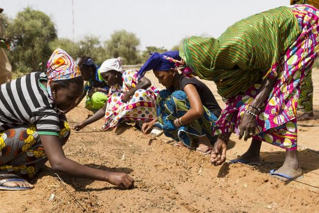 Mujeres africanas cuidan su siembra en los surcos de una tierra degradada. Crédito: CNULD