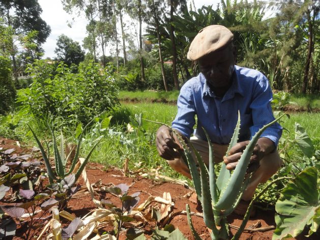 Ibrahim Ndegwa, en una granja en Ngangarithi, Wetlands, en el condado de Nyeri, en el centro de Kenia. A los especialistas les preocupa que los agricultores locales queden al margen de las iniciativas contra la desertificación. Crédito: Miriam Gathigah/IPS.