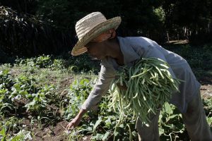 La vulnerabilidad de los pobres agricultores y los cultivos con pocos nutrientes han sido hasta ahora algunos de los frenos de la agricultura eficiente. Crédito: Jorge Luis Baños/IPS.