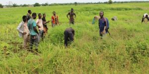 Paul Ayormahy sus colegas agricultores en su maizal en Donkorkrom, en el distrito de Kwahu Afram Plains, en Ghana Oriental. Crédito: Jamila Akweley Okertchiri/IPS