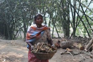 Sharmila Munda, indígena de la comunidad de Shantal en Chatra, Bangladesh, recoge leña para ganarse la vida. Crédito: Rafiqul Islam Sarker/IPS.