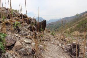 La sequía hace estragos en el Corredor Seco Centroamericano. Crédito: Rubí López/FAO Guatemala