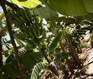 Ruanda combate la enfermedad de la banana gracias a la innovación tecnológica. Crédito: Alejandro Arigón/IPS
