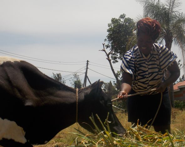 Mary Auma feeding one of the cows she bought with credit from her table banking group. Credit: Miriam Gathigah/IPS