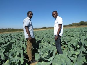 Jóvenes agricultores y hermanos Prosper y Prince Chikwara utilizan técnicas de presión en su huerta, fuera de la ciudad de Bulawayo, Zimbabwe. Crédito: Busani Bafana/ IPS.