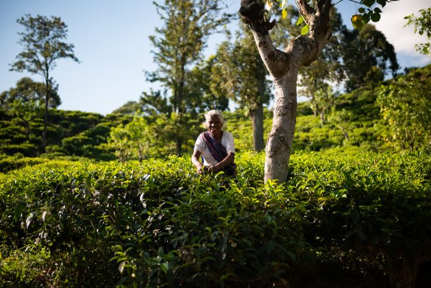 Una agricultora trabaja en su plantación de té en el sudoccidental estado de Ketala, en India. Este es el país con mayor número de productores orgánicos, con 835.000 cultivadores, según el "Estado Mundial de la Agricultura 2018". Crédito: Ilaria Cecilia/IPS.