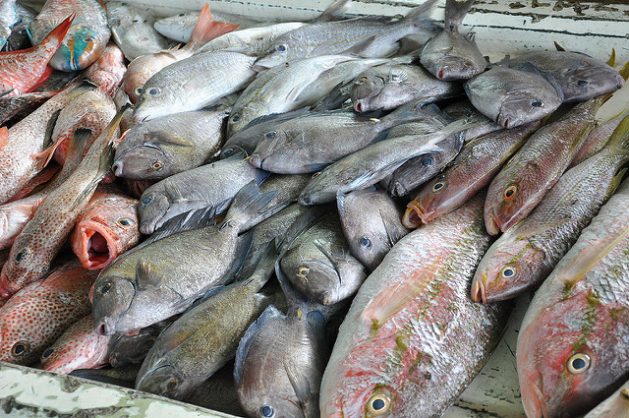 El sector pesquero en la Comunidad del Caribe es una importante fuente de ingresos. Cuatro países de la región realizaron un inventario de las principales fuentes de contaminación con mercurio en sus territorios. Crédito: Desmond Brown/IPS.