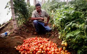 Dennis Alejo, otro salvadoreño deportado cuando intentaba cruzar al territorio estadounidense, ha encontrado en la producción de tomates la mejor forma de abrirse un camino y generar un puñado de empleos en su natal Berlín, en el departamento de Usulután, en el este de El Salvador. Crédito: Edgardo Ayala/IPS
