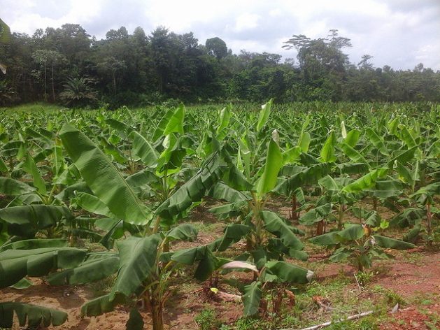 En la fotografía, un cultivo de plátanos a las afueras de Abiyán, en Costa de Marfil. La producción de alimentos se encuentra entre las principales fuentes de degradación ambiental en el mundo. Crédito: Friday Phiri/IPS.