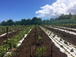 En una huerta orgánica, la Fundación Toki busca en Rapa Nui o la Isla de Pascua, el territorio chileno en la Polinesia, la forma más eficiente para recuperar cultivos ancestrales de los rapanui, con mínima mano de obra, aprovechando de la mejor forma la tierra y rescatando los jardines de piedras que evitan la erosión y mantienen la humedad. Crédito: Orlando Milesi/IPS