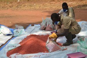 Un excombatiente rebelde de Sudán del Sur empaqueta semillas mejoradas de sorgo en Yambio. Más de 1.900 excomabtientes son beneficiarios de programas de reinserción social. Crédito: Isaiah Esipisu/IPS.
