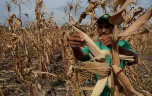 Un campesino centroamericano revisa el impacto de la sequía en una plantación de maíz. Crédito: FAO