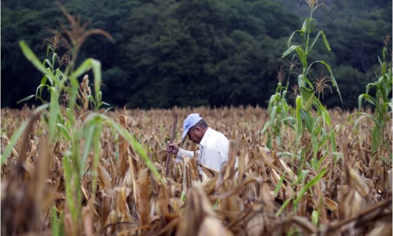 Los eventos climáticos, en especial la sequía, han colocado en emergencia alimentaria urgente a 1,4 millones de familias de agricultores de subsistencia en el Corredor Seco centroamericano. Crédito: FAO