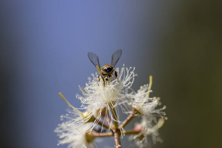 Una abeja recolecta polen y néctar en una flor de eucalipto en la Estación de Investigación Forestal Chesa en Bulawayo, en Zimbabwe. Crédito: FAO