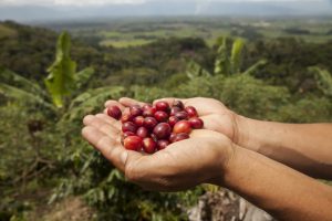 Manos de mujer sostienen unos granos de café, cultivados en cafetales en las laderas de las montañas andinas de Perú. Crédito: Adrián Portugal/PNUD Perú